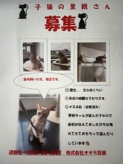 子猫の里親さん募集中です🐈